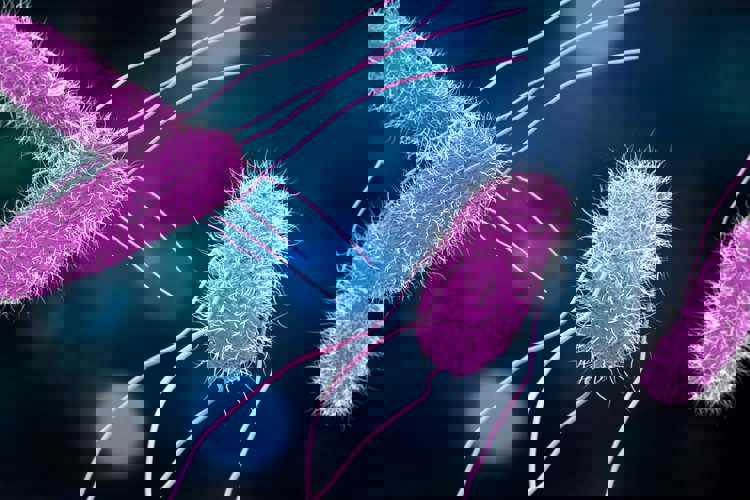 Salmonella Kontrol