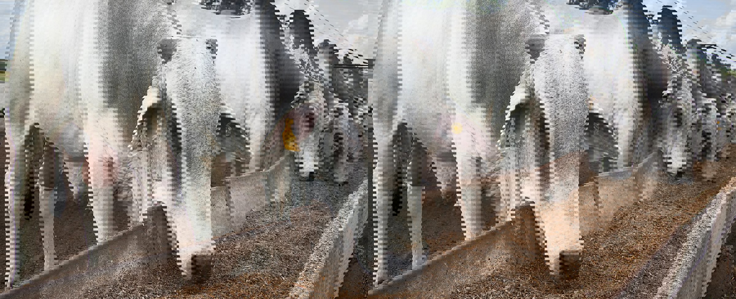 Brahman bulls eating at a feedlot in Brazil