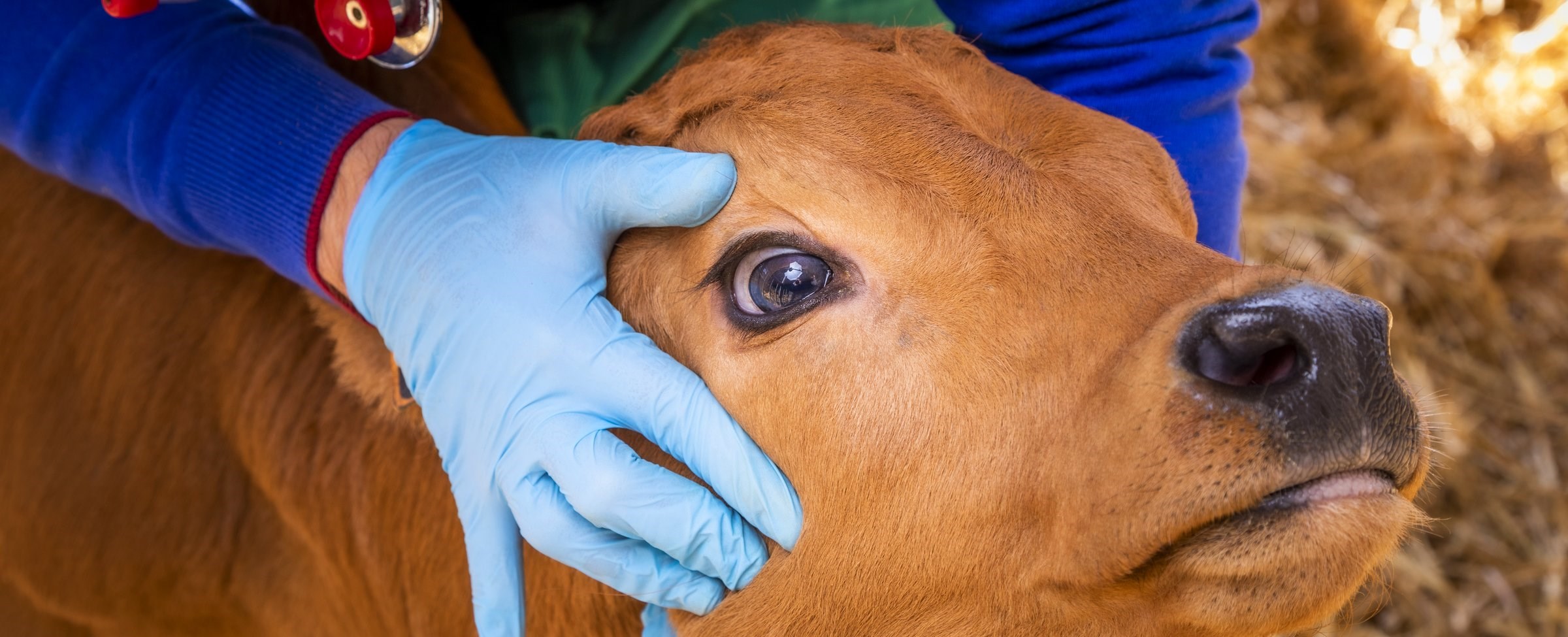 Veterinarian is handling a young calf to evaluate dehydration