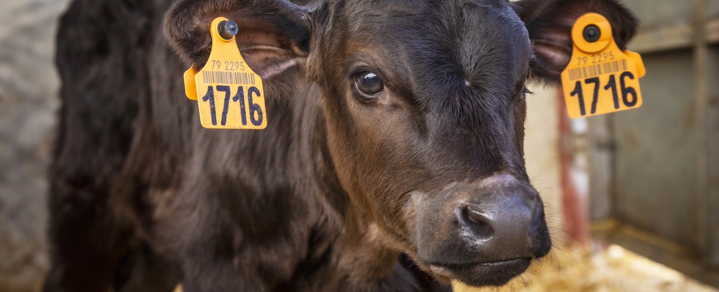 Controlling bovine respiratory disease (BRD) in calves