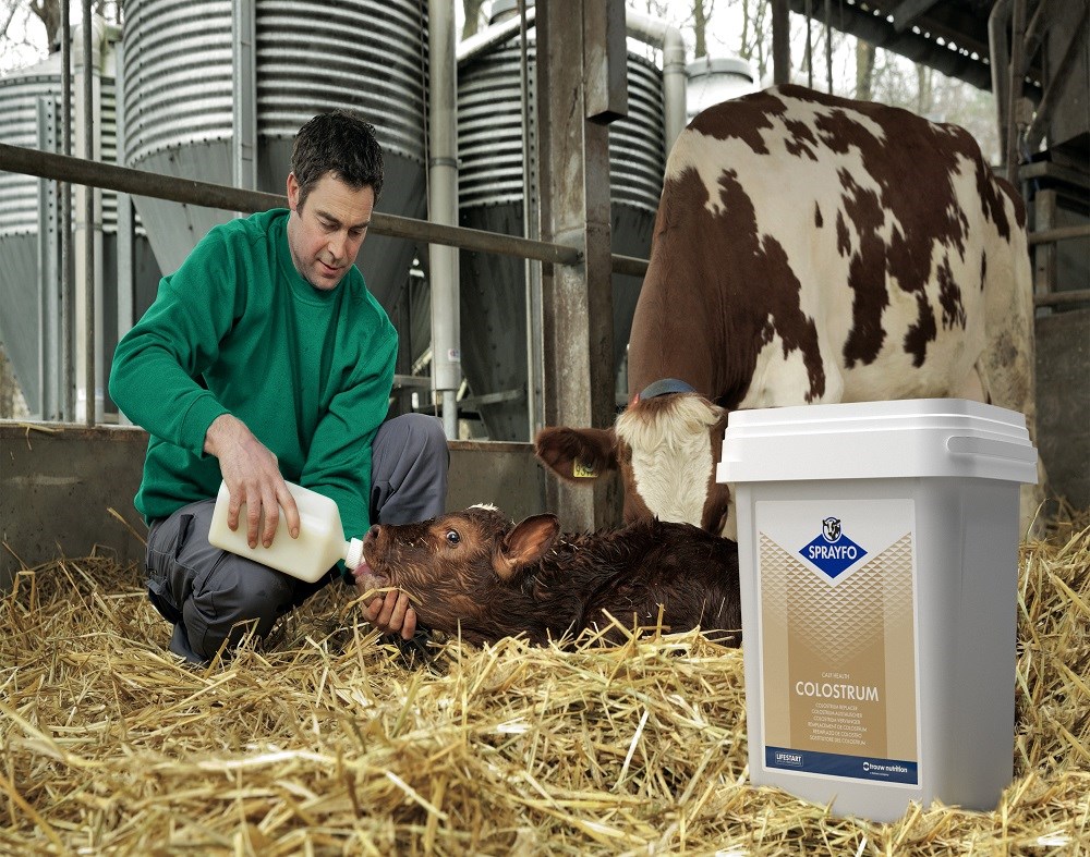 Colostrum; managing the first vital feed