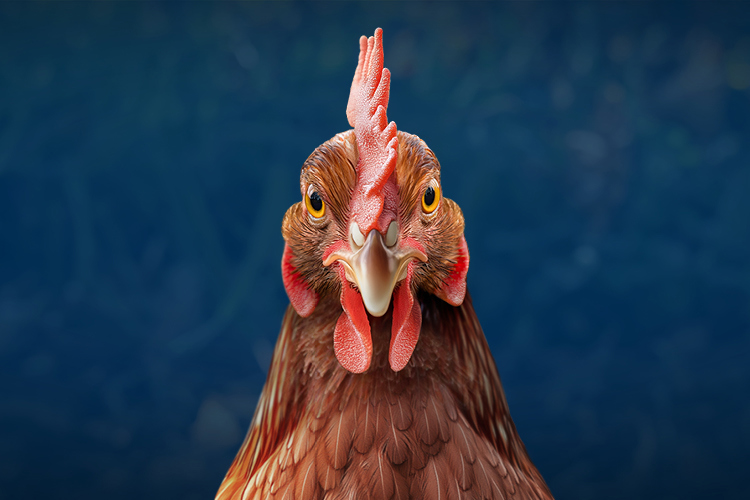 Yumurtlayan tavuk dümdüz ileriye bakıyor