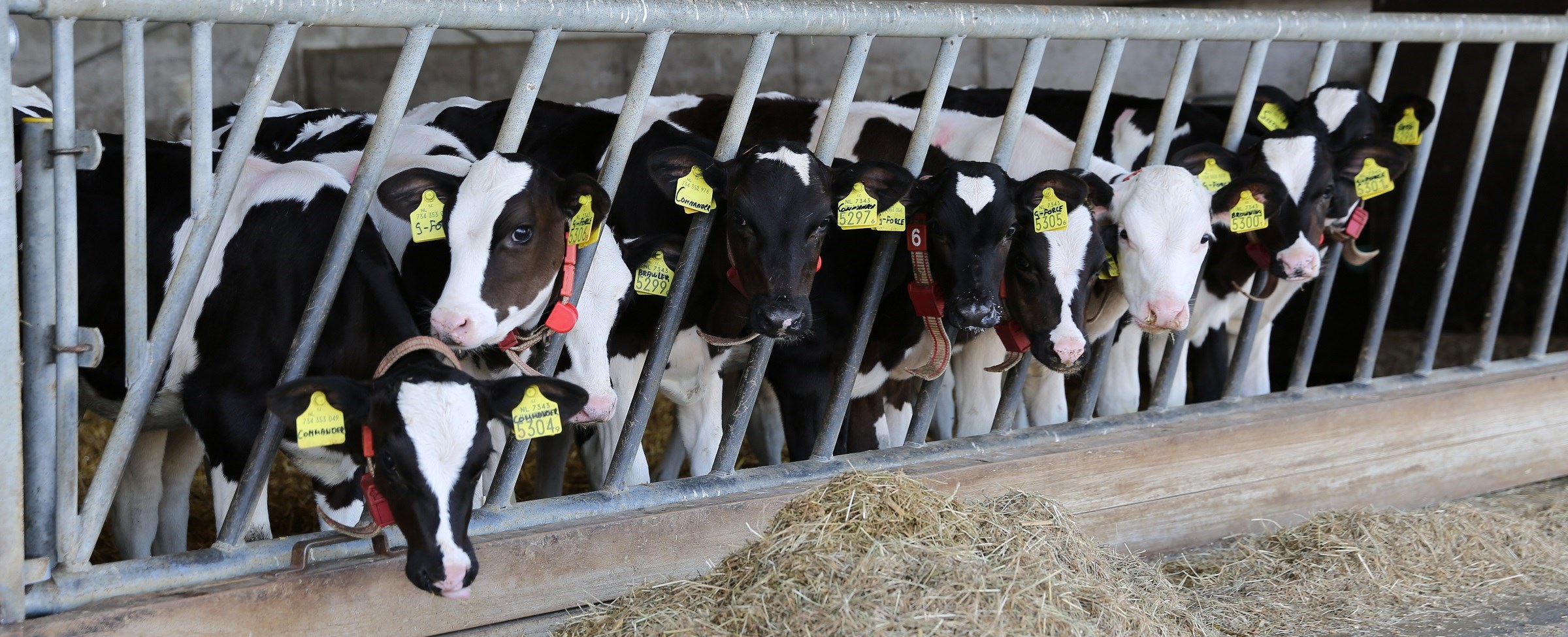 A healthy-looking group of calves, close to weaning
